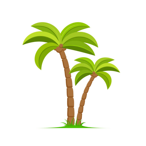 ilustraciones, imágenes clip art, dibujos animados e iconos de stock de icono de dibujos animados de coco de la isla vectorial de palmeras. icono tropical aislado de la isla de palmtree - clip art