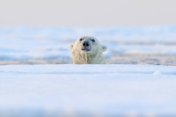 istock Polar bear on drift ice, Svalbard, Norway. 1263636969