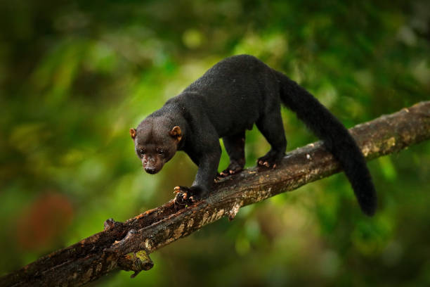 Tayra, Eira barbara, omnivorous animal from the weasel family. Tayra hidden in tropic forest, sitting on the green tree. Wildlife scene from nature, Costa Rica nature. Cute danger mammal in habitat. tayra, eira bárbara, animal omnívoro de la familia de las comadrejas. tayra escondido en el bosque trópico, sentado en el árbol verde. escena de vida silvestre de la naturaleza, la naturaleza de costa rica. lindo mamífero de peligro en el hábitat.