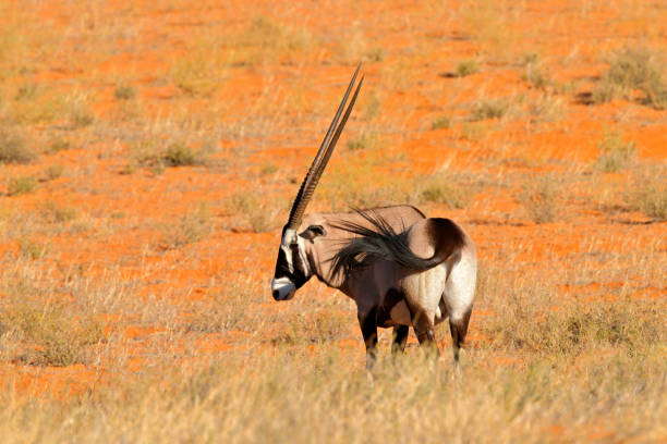 animal de cuerno largo en el desierto de arena roja. gemsbok con arena naranja duna puesta de sol puesta de sol. gemsbuck, oryx gazella, gran antílope en hábitat natural, sossusvlei, namibia. animales salvajes en la sabana. animal w - gemsbok antelope mammal nature fotografías e imágenes de stock