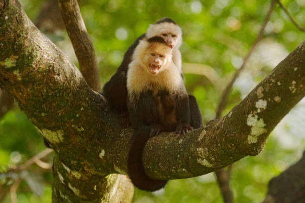 istock White-headed Capuchin, black monkey sitting on tree branch in the dark tropical forest. Wildlife of Costa Rica. Travel holiday in Central America. Open muzzle with tooth. 1263637060