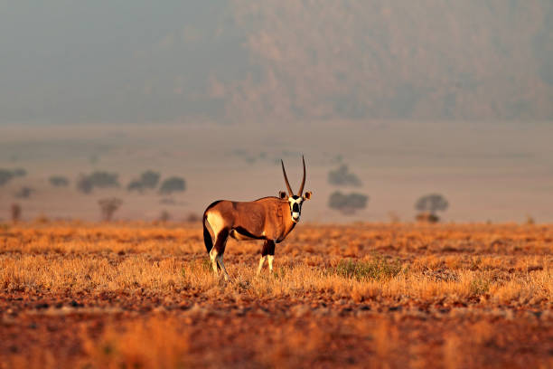 Oryx gazella beautiful iconic gemsbok antelope from Namib desert, Namibia. Oryx with orange sand dune evening sunset. Gemsbock large antelope in nature habitat, Sossusvlei, Namibia. Wild desert animals, straight antler horn. oryx gazella hermoso antílope icónico gemsbok del desierto de namib, namibia. oryx con arena naranja duna puesta de sol puesta de sol. gemsbock gran antílope en hábitat natural, sossusvlei, namibia. animales salvajes del desierto, cuerno de asta recta.