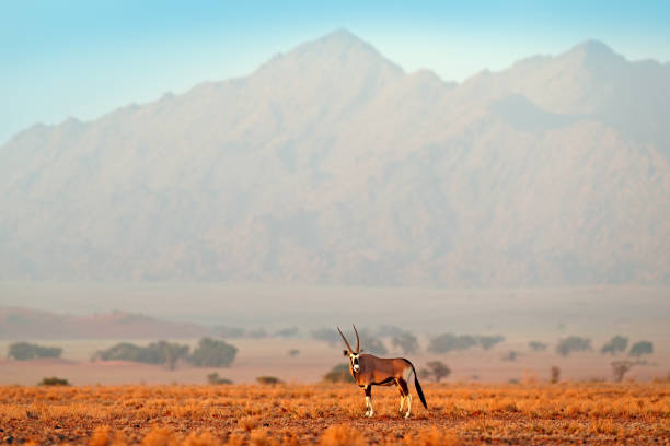 Oryx gazella beautiful iconic gemsbok antelope from Namib desert, Namibia. Oryx with orange sand dune evening sunset. Gemsbock large antelope in nature habitat, Sossusvlei, Namibia. Wild desert animals, straight antler horn. oryx gazella hermoso antílope icónico gemsbok del desierto de namib, namibia. oryx con arena naranja duna puesta de sol puesta de sol. gemsbock gran antílope en hábitat natural, sossusvlei, namibia. animales salvajes del desierto, cuerno de asta recta.