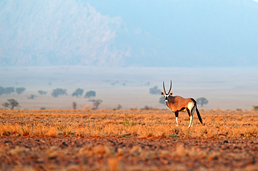 Oryx gazella beautiful iconic gemsbok antelope from Namib desert, Namibia. Oryx with orange sand dune evening sunset. Gemsbock large antelope in nature habitat, Sossusvlei, Namibia. Wild desert animals, straight antler horn.