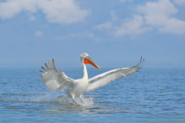 pélican dalmate, pelecanus crispus, atterrissage dans le lac kerkini, grèce. pélican avec des ailes ouvertes. scène de la faune de la nature européenne. atterrissage d’oiseau à l’eau bleue de lac. mouche d’oiseau. - pelican beak open bird photos et images de collection