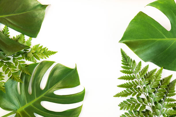 istock Monstera and fern leafs lay on white background. 1263637394