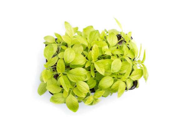 istock Plastic box with microgreen sprouts of basil isolated on white background. Top view, close up, flat lay. 1263637463
