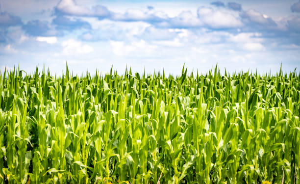 istock Field of corn (maize) on a sunny day 1263637643