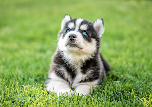 cute husky puppy on the green grass