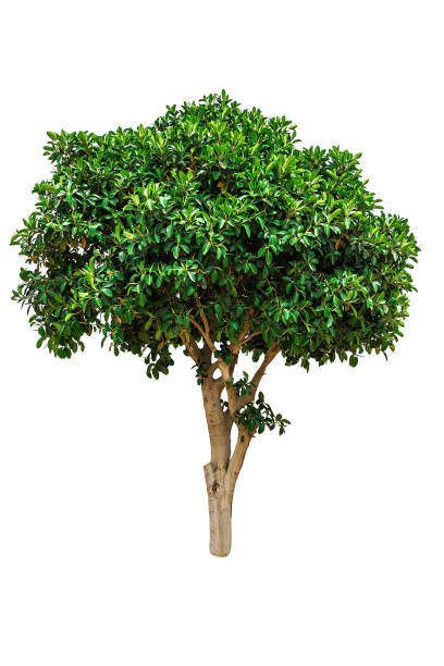 Ficus elastica tree on white Green ficus elastica tree isolated on white indian rubber houseplant stock pictures, royalty-free photos & images