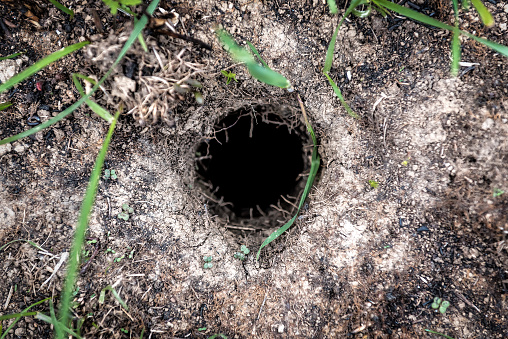 gopher burrow in the ground on the field