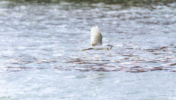 a flying big bird with a fish in mouth stock photo