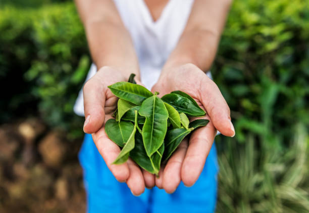 istock green tea leaves in woman hands 1263640087