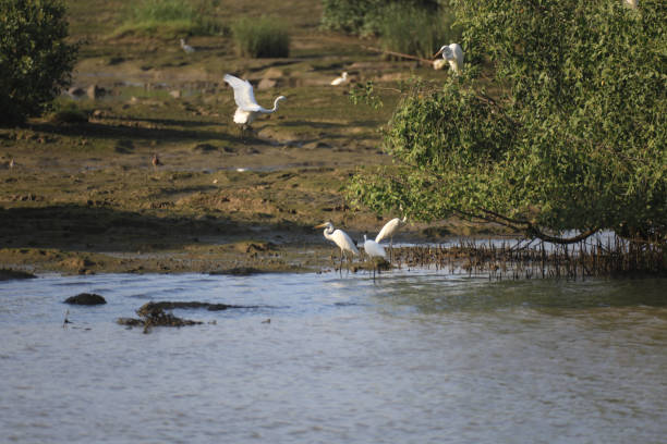 big birds (Great White Heron) in wet land stock photo