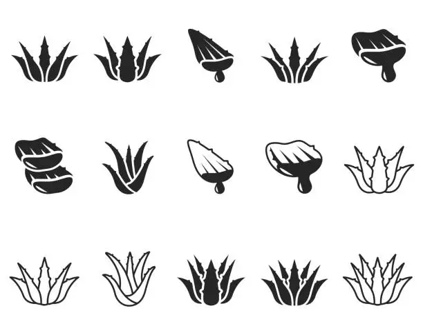 Vector illustration of Aloe vera vector icon