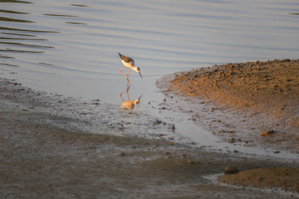 A bird (Himantopus himantopus) walking along the river with reflection stock photo