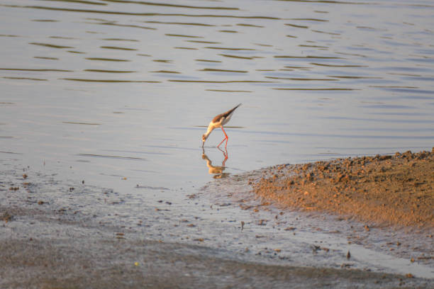 A bird (Himantopus himantopus) stand in the river drinking water stock photo