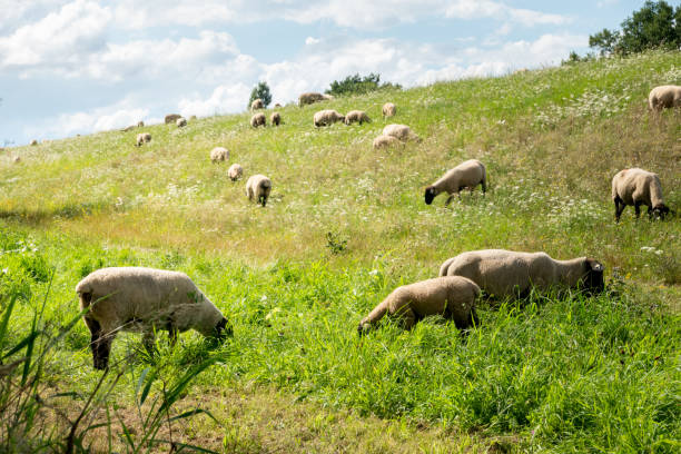 Idyllic scene with grazing sheep on the dike in sunshine