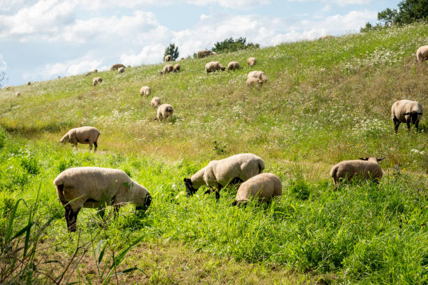 Idyllic scene with grazing sheep on the dike in sunshine in northern Germany