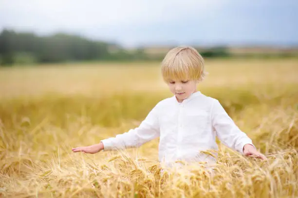 Cute preschooler boy on gold autumn wheat field. Child wearing white shirt walk in grain-field and having fun. Kid in field of rye on summer day.