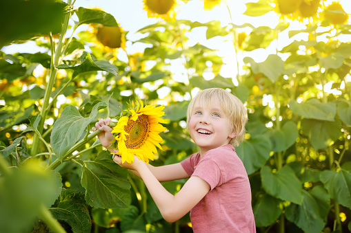 Preschooler boy walking in field of sunflowers. Child playing with big flower on sunset and having fun. Kid exploring nature. Summer activity for inquisitive children.