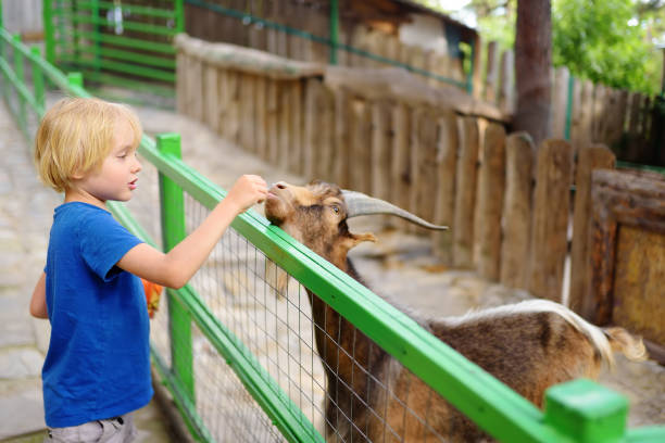 mały chłopiec karmi kozę. dziecko na zewnątrz petting zoo. dziecko bawiące się w gospodarstwie ze zwierzętami. dzieci i zwierzęta. zabawa dla dzieci na wakacjach szkolnych. - zoo child agricultural fair petting zoo zdjęcia i obrazy z banku zdjęć