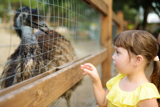 niña alimentando avestruz. niño al aire libre acariciando el zoológico. niño divirtiéndose en la granja con animales. niños y animales. diversión para los niños en las vacaciones escolares de verano. - zoo agricultural fair child farm fotografías e imágenes de stock