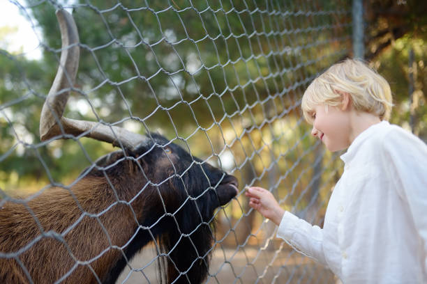 niño alimentando cabra. niño al aire libre acariciando el zoológico. niño divirtiéndose en la granja con animales. niños y animales. diversión para los niños en vacaciones escolares. - zoo agricultural fair child farm fotografías e imágenes de stock