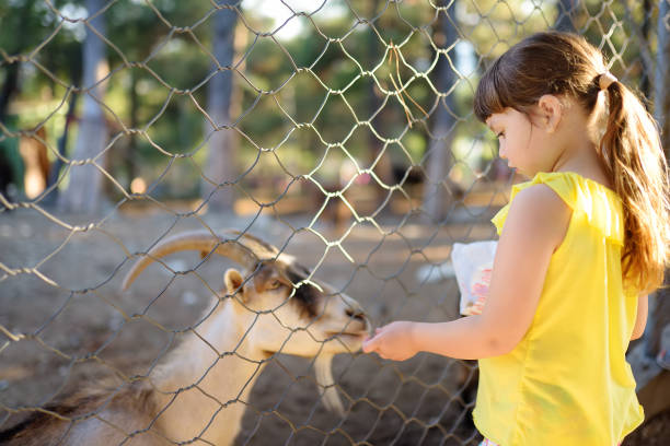 ヤギに餌をやる小さな女の子。屋外での子供は動物園をかわいがっています。子供は動物と農場で楽しんでいます。子供と動物。学校の休日に子供のための楽しみ。 - zoo agricultural fair child farm ストックフォトと画像