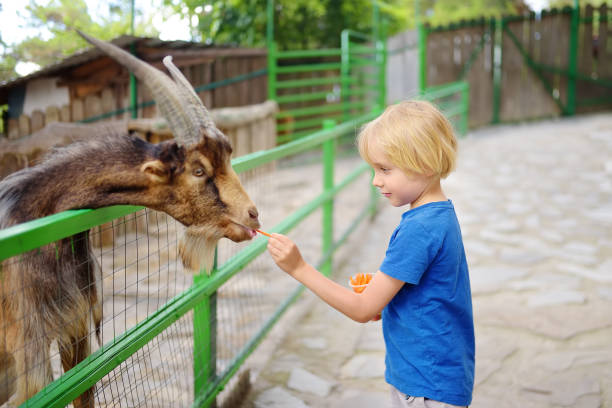 ヤギに餌をやる小さな男の子。屋外での子供は動物園をかわいがっています。子供は動物と農場で楽しんでいます。子供と動物。学校の休日に子供のための楽しみ。 - zoo agricultural fair child farm ストックフォトと画像