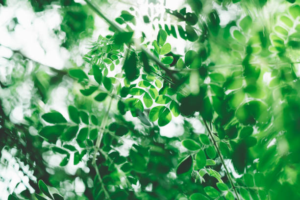 istock Abstract blur of green leaf on greenery background 1263642609