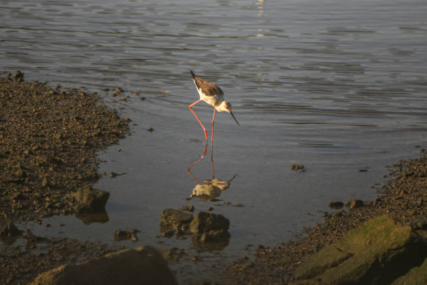 A bird (Himantopus himantopus) stand in the river with reflection stock photo