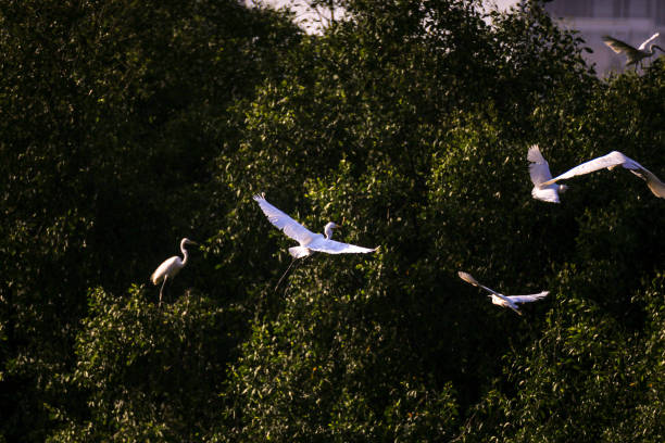 Ardea alba ,photo taken in Macau\nArdea alba has another name : Great White Heron