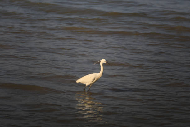 big bird (Great White Heron) looking for fish in sea stock photo