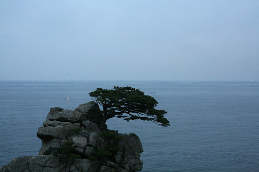 Pine trees grow on cliffs.