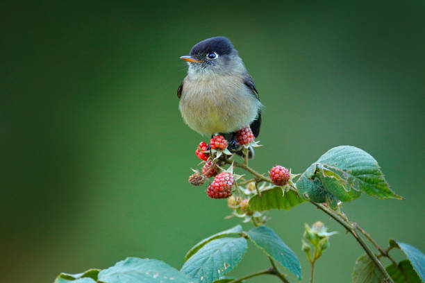 istock Black-capped flycatcher, Empidonax atriceps. Very small passerine bird in the tyrant flycatcher family, endemic to the highlands of Costa Rica. Small flycatcher sitting on red raspberry branch. 1263644376