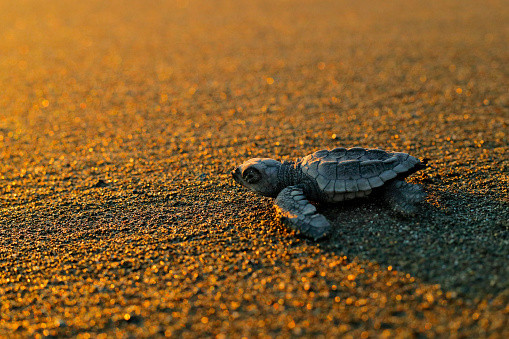 Loggerhead Sea Turtle, Caretta caretta, evening birth on the sand beach, Corcovado NP, Costa Rica. First minute of live, small turtles running to the sea water. Young tortoise born in wild, sunset.