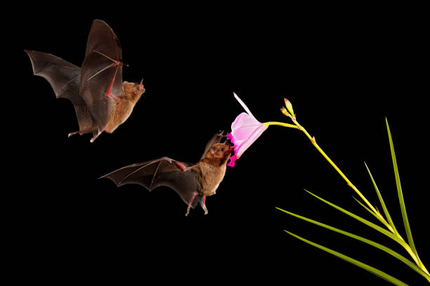 istock Bat night wild forest. Orange nectar bat, Lonchophylla robusta, flying bat in dark night. Nocturnal animal in flight with yellow feed flower. Wildlife action scene from tropic nature, Costa Rica. 1263644547