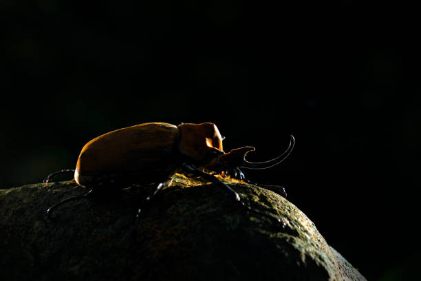 escarabajo elefante rinoceronte, megasoma elephas, gran insecto de la selva tropical en costa rica. escarabajo sentado en piedra en el hábitat verde de la selva. lente de gran angular foto de hermoso animal en la selva verde - nasicornis fotografías e imágenes de stock