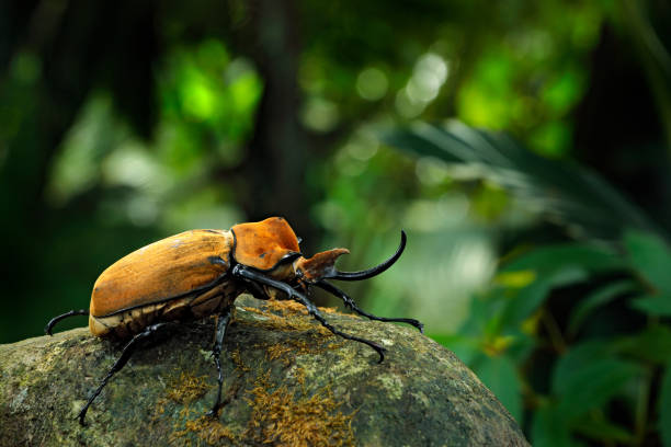 rhinoceros elephant beetle, megasoma elephas, big insect from rain forest in costa rica. beetle sitting on stone in the green jungle habitat. wide angle lens photo of beautiful animal in green jungle - nasicornis imagens e fotografias de stock