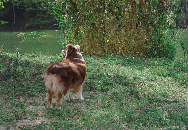 istock Chocolate Australian shepherd, brown Aussie, beautiful dog in nature 1263645445
