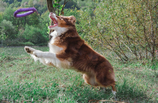 istock Chocolate Australian shepherd, brown Aussie, beautiful dog in nature 1263645446