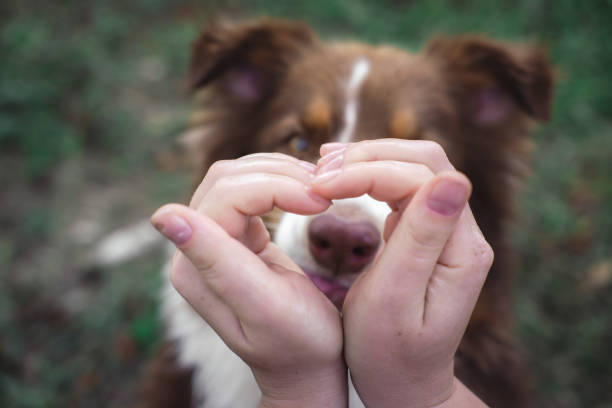 istock Chocolate Australian shepherd, brown Aussie, beautiful dog in nature 1263645460