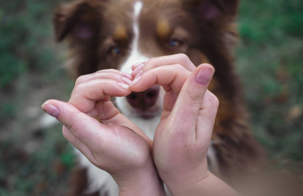 istock Chocolate Australian shepherd, brown Aussie, beautiful dog in nature 1263645461