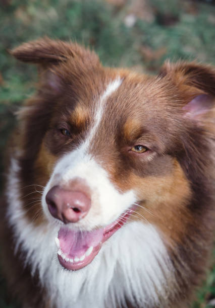 istock Chocolate Australian shepherd, brown Aussie, beautiful dog in nature 1263645469