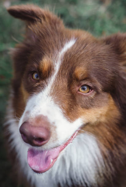 istock Chocolate Australian shepherd, brown Aussie, beautiful dog in nature 1263645470