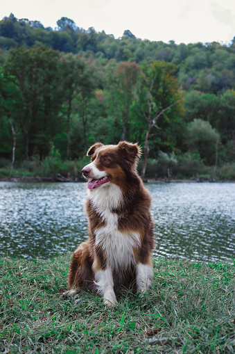 Portrait of a charming Australian shepherd chocolate white color. The dog is sitting in nature against the background of a lake and a green forest.