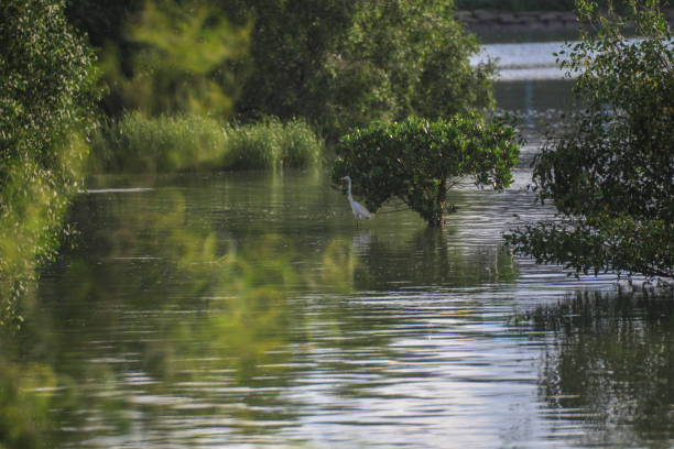 big bird (Great White Heron) in the wet land stock photo