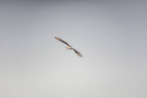 big bird (Great White Heron) spread its wings stock photo