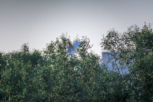 big bird (Great White Heron) spread wings with sunshine on top of trees stock photo
